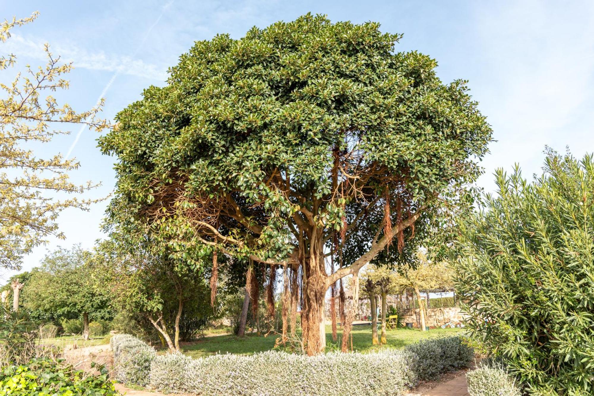 Agroturismo Can Pere Rei Son Serra de Marina Exteriér fotografie