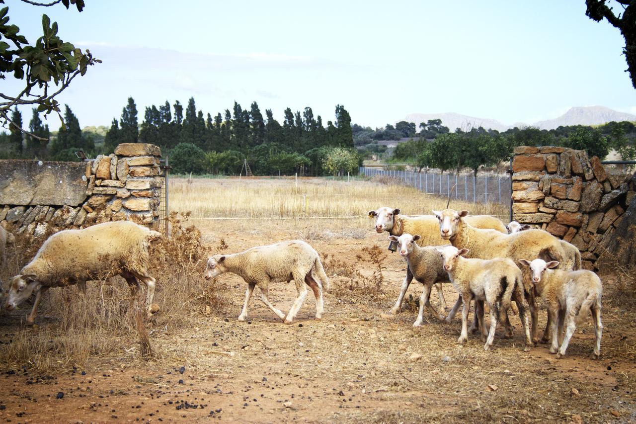 Agroturismo Can Pere Rei Son Serra de Marina Exteriér fotografie
