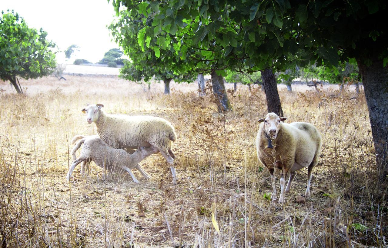 Agroturismo Can Pere Rei Son Serra de Marina Exteriér fotografie